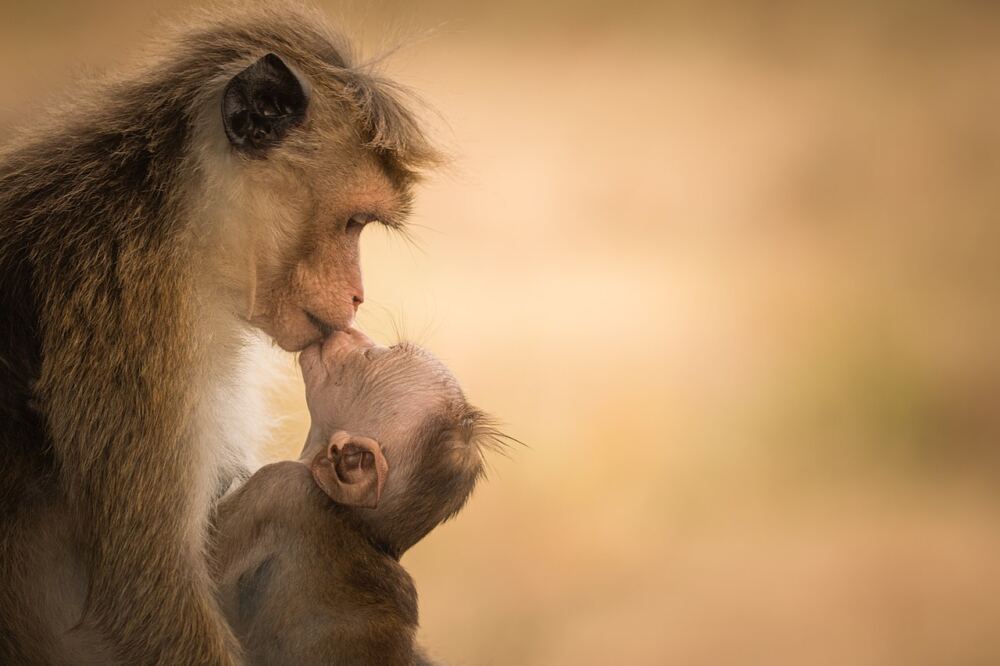 Bild von einer liebevollen Affenmutter mit ihrem Kind.